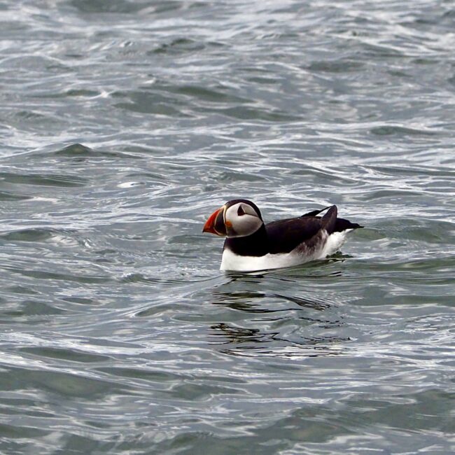 Puffin April17 P4290019