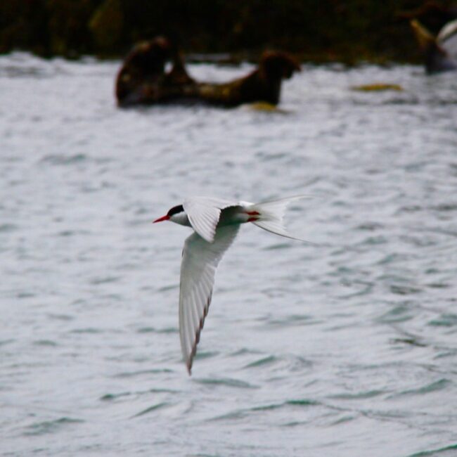 Terns On Skerries Img 4716