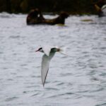 Terns On Skerries Img 4716